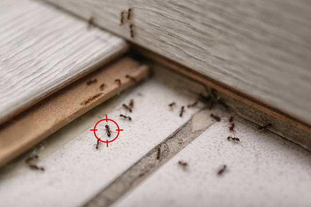Best Flea Control Services  in Taft Mosswood, CA