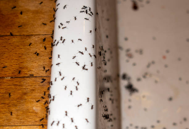 Best Pest Inspection Near Me  in Taft Mosswood, CA
